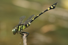 Ictinogomphus