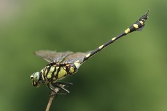 Ictinogomphus