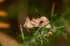 Ctenoplusia accentifera