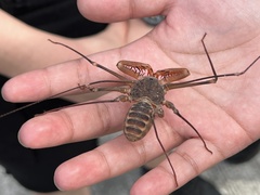 Acanthophrynus coronatus