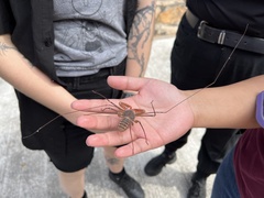 Acanthophrynus coronatus