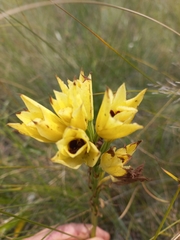 Eulophia welwitschii