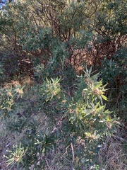 Searsia angustifolia