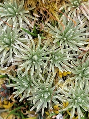 Celmisia sessiliflora