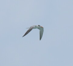 Thalasseus maximus