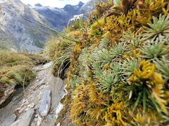 Celmisia sessiliflora