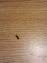 Camponotus lateralis