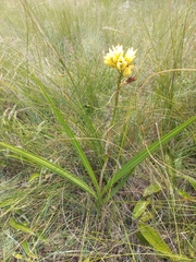 Eulophia welwitschii