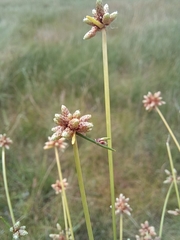 Isolepis costata