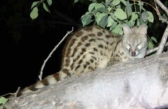 Genetta maculata