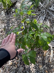 Psychotria nervosa