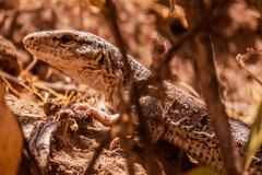 Callopistes maculatus
