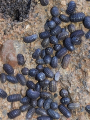 Armadillidium granulatum