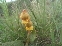 Hermannia transvaalensis