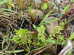 Crassula pellucida