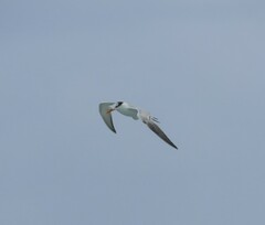 Thalasseus maximus