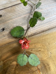 Rhabdothamnus solandri