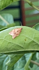 Clepsis consimilana