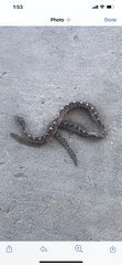 Pantherophis emoryi