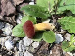 Hortiboletus rubellus