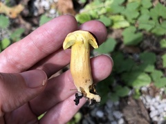 Hortiboletus rubellus