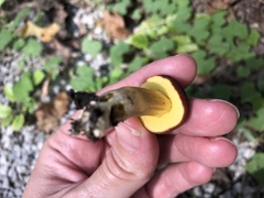 Hortiboletus rubellus