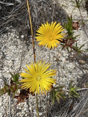 Lampranthus bicolor