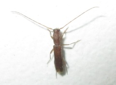 Linopteridius brunneus