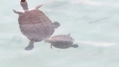 Trachemys ornata