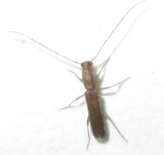 Linopteridius brunneus