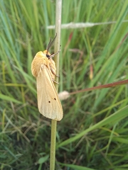 Afrospilarctia dissimilis
