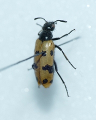 Mylabris connata
