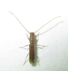 Linopteridius brunneus