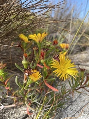 Lampranthus bicolor