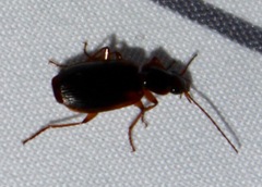 Cymindis