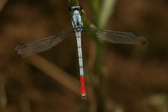 Philosina buchi