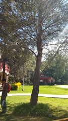 Vachellia sieberiana