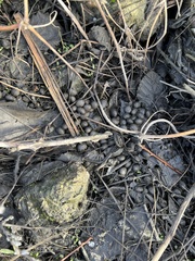 Lagomorpha