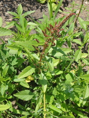 Amaranthus tuberculatus