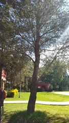 Vachellia sieberiana