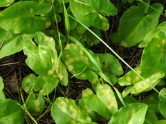 Phyllosiphon arisari