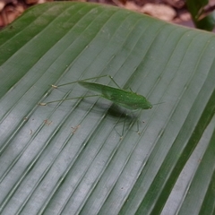 Anaulacomerina