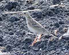 Anthus spragueii