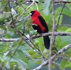 Ramphocelus nigrogularis