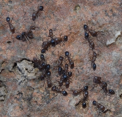 Monomorium subopacum