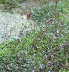 Bryophyta