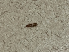 Dermestidae