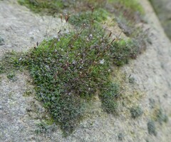 Bryophyta