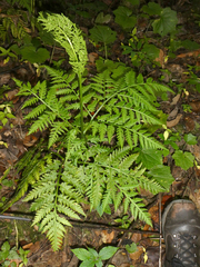 Botrypus virginianus