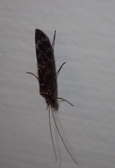 Hydrobiosidae